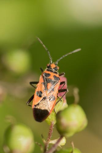 Corizus hyoscyami hyoscyami